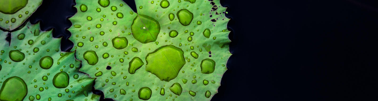 Lotusblätter mit Wassertropfen